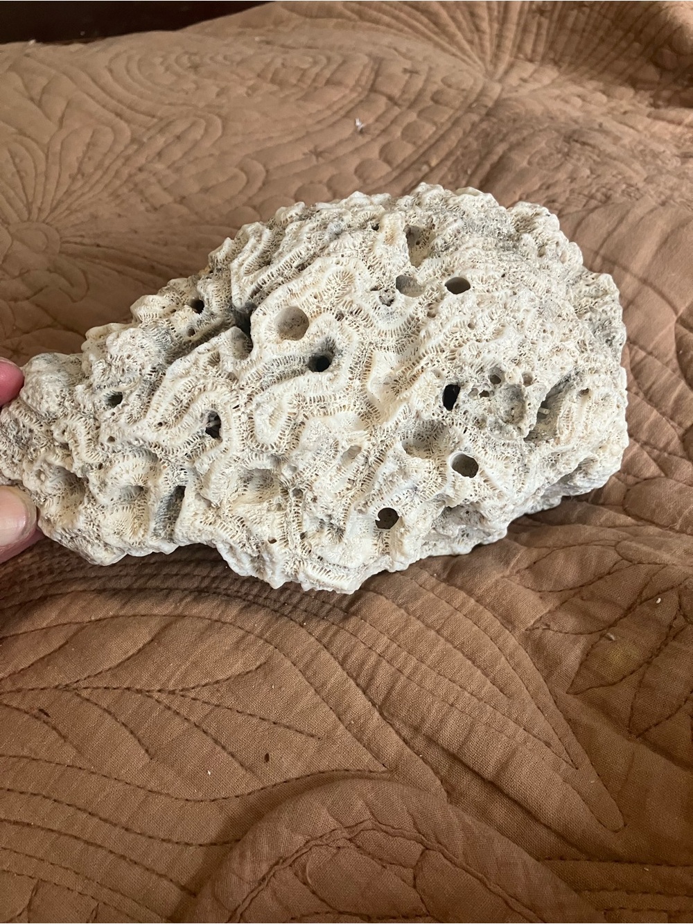 Natural White Marine Honeycomb Coral Specimen